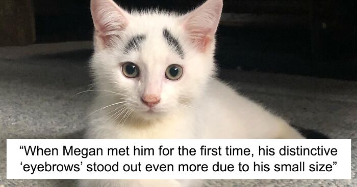 Meet Hénri, A Cat From Canada With Expressive Eyebrow Markings