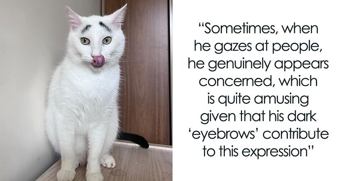 Meet the Viral Cat With Eyebrows - the Legendary Hénri