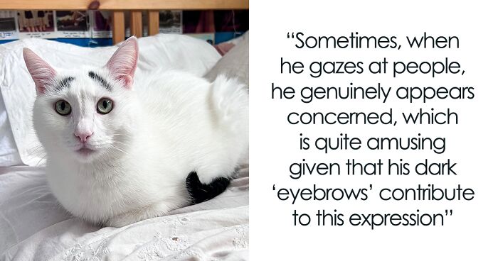 Meet the Viral Cat With Eyebrows - the Legendary Hénri