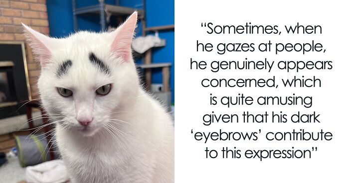 Meet Hénri, A Cat With Eyebrows Who Went Viral Because Of His Unique Facial Markings