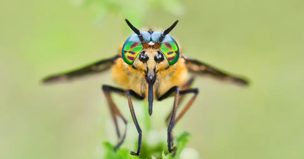 The Winning Photos Of The Insect Week Photography Competition 2023 Have