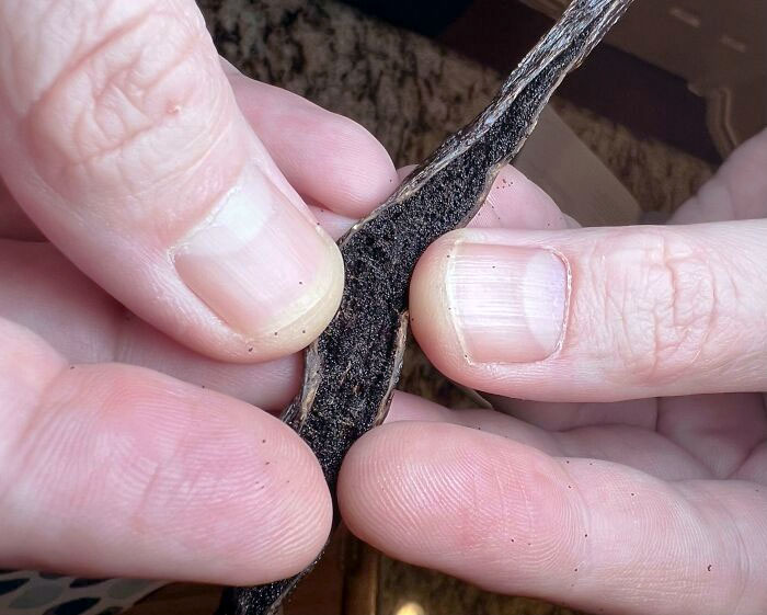 The Insides Of A Vanilla Bean