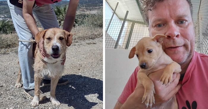 We See Dogs Develop And Grow At The Adana Dog Rescue Center, Here's The Story Of Some Of Our New Arrivals (11 Pics)