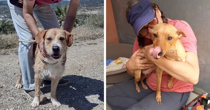 We See Dogs Develop And Grow At The Adana Dog Rescue Center, Here's The Story Of Some Of Our New Arrivals (11 Pics)