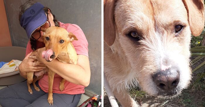 Adana Dog Rescue Center: Meet Some Of Our Charming Residents (11 Pics)