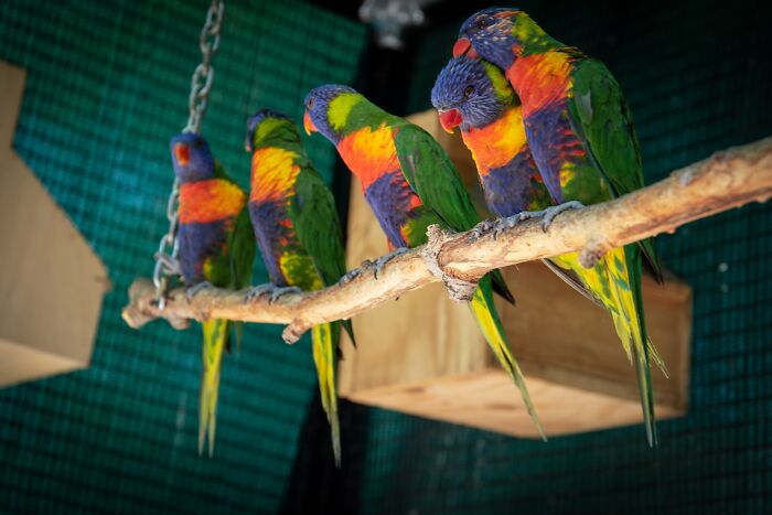 Multiple colorful birds standing on the branch 