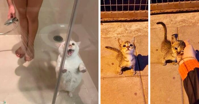 135 Funny And Cute Pictures That Show Why Cats Make Great Pets, As Shared By This Twitter Account