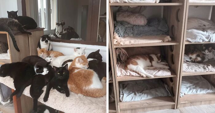 After Saving Over 300 Cats, Our Rescue Shelter Is In Urgent Need Of Support