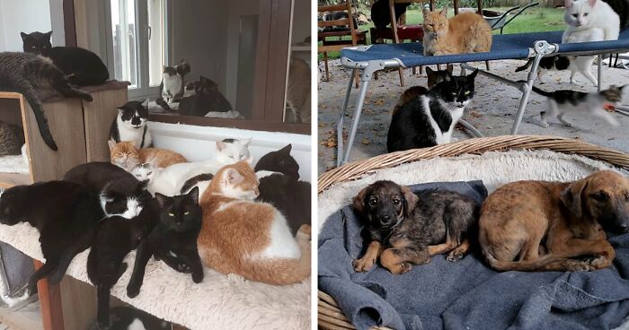 Our Shelter Is A Home For Over 300 Furry Friends, And We Are In Desperate Need Of Aid