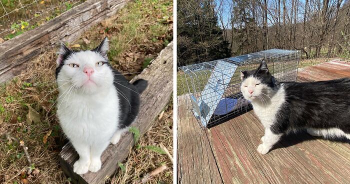 The Heartwarming Journey Of A Senior Feral Cat To Becoming a Beloved Member Of A Household