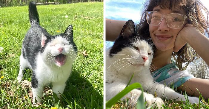 This Is A Senior Cat’s Journey From Feral Life To Joining A Household After Nearly A Decade Of Friendship