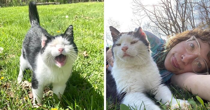 A Friendship That Lasted For Almost A Decade Resulted In This Senior Feral Cat Becoming An Indoor Pet