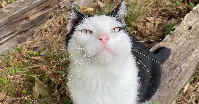 After Almost A Decade Of Friendship, This Senior Stray Cat Became An Indoor Pet