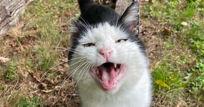 A Friendship That Lasted For Almost A Decade Resulted In This Senior Feral Cat Becoming An Indoor Pet