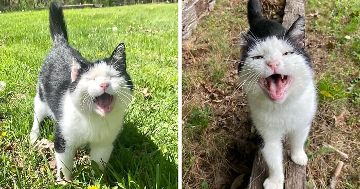 This Is A Senior Cat’s Journey From Feral Life To Becoming An Indoor Pet After Nearly A Decade Of Friendship