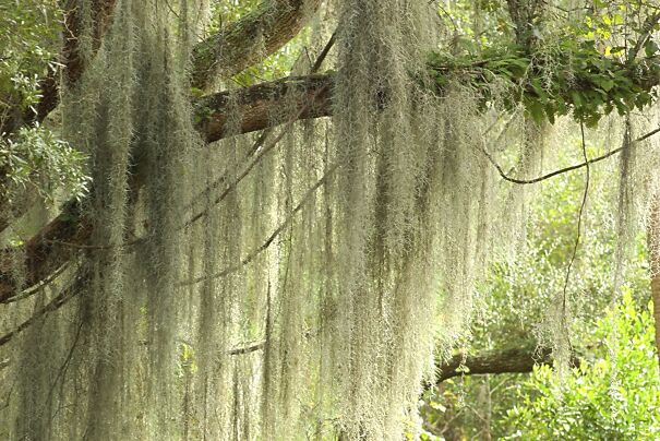 spanish-moss-645a02365a329-jpeg.jpg