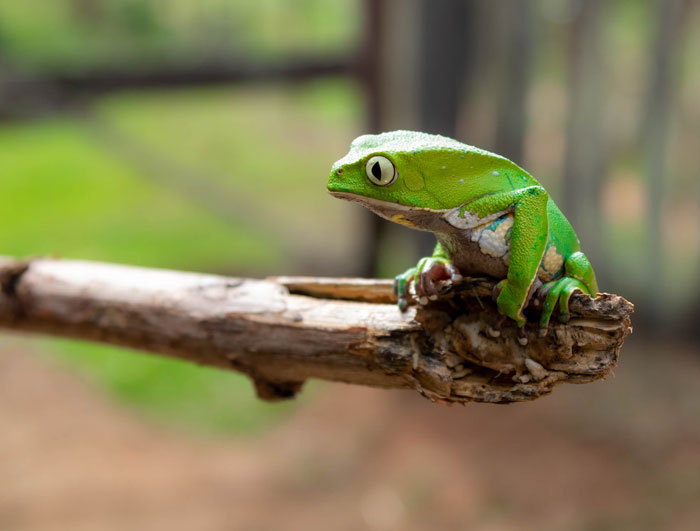 close up photo of green frog