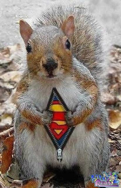 superman-squirrel-645d583a439fc.jpg