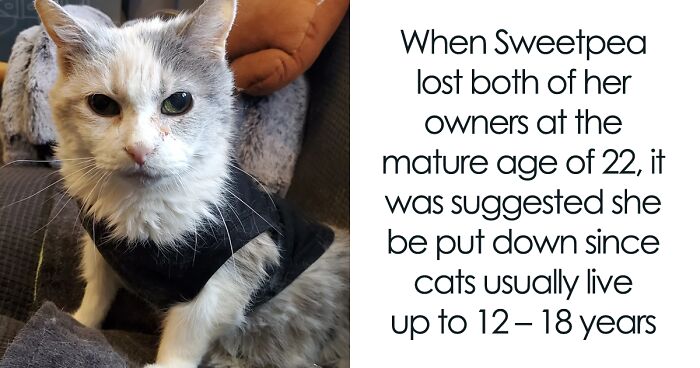 Sweetpea, The 27-Year-Old Cat, Has Outlived Her Previous Owners And Now Lives With 2 Other Cats That Are Each A Decade Apart