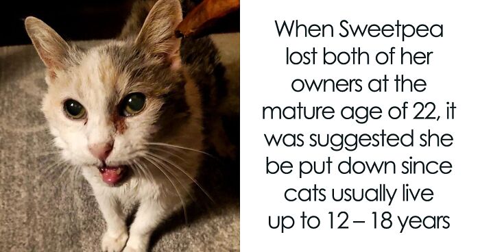 This Elder Cat Has Outlived Her Previous Owners And Now Lives With 2 Other Cats That Are Each A Decade Apart