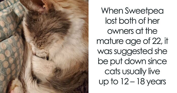 This Elderly Cat Has Beaten The Odds By Reaching The Age Of 27 Years