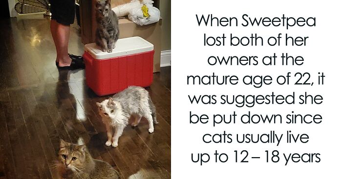 This Elder Cat Has Outlived Her Previous Owners And Now Lives With 2 Other Cats That Are Each A Decade Apart