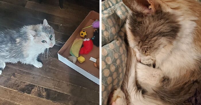 Sweetpea, The 27-Year-Old Cat That Defied Expectations