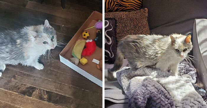 This Elderly Cat, After Being Rescued By Meowy Nugget Society, Recently Celebrated Her 27th Birthday