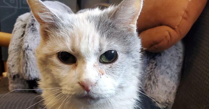 This Elder Cat Has Outlived Her Previous Owners, Defying Expectations At The Age Of 27