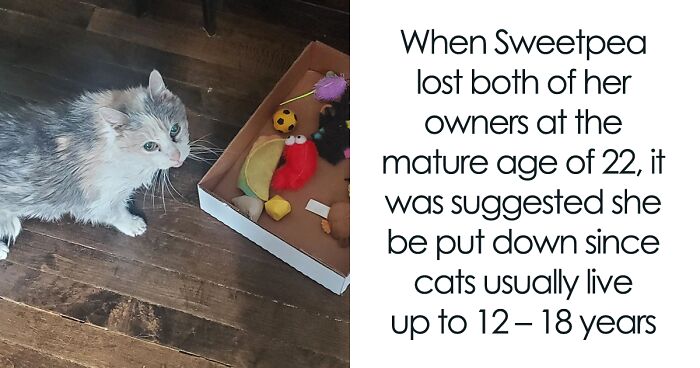 Sweetpea, A Cat Born In 1995, Has Defied Expectations By Reaching A Staggering Age Of 27 Years