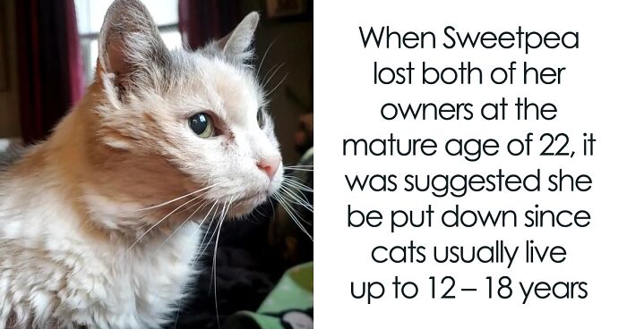 This Elder Cat Has Successfully Beaten The Odds And Reached The Age Of 27 Years