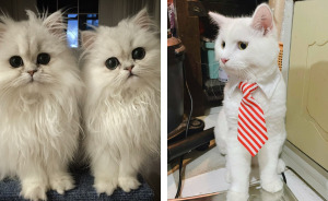 77 Cute White Cats That Are Basically Joy Itself