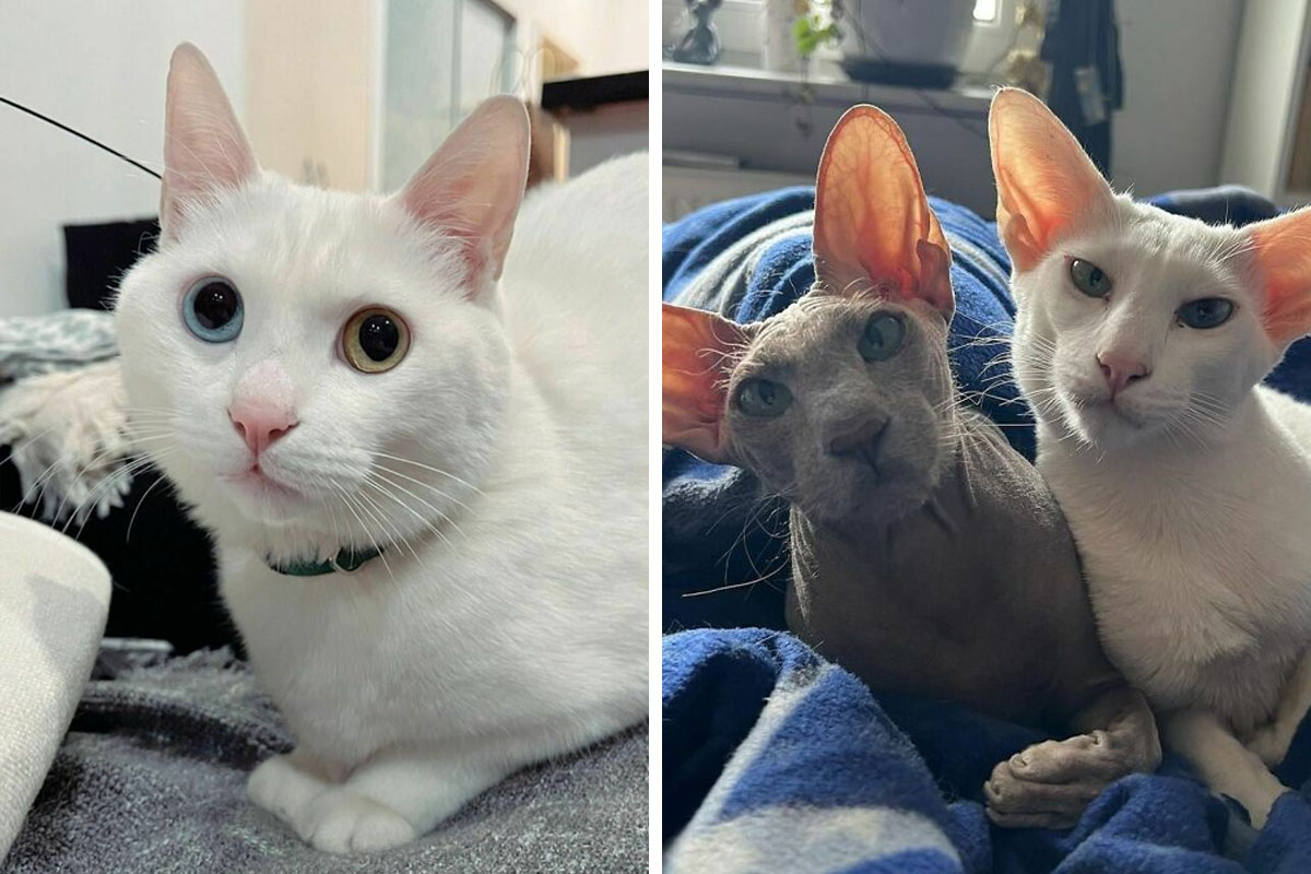 7 Unique-Looking Cat Breeds