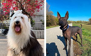 Here’s A List Showing 30 Of The More Rare And Extraordinary Dog Breeds