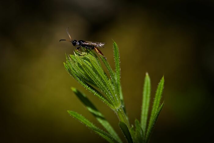 Here Are 10 Tips For Enchanting Flower Photography That I've Found