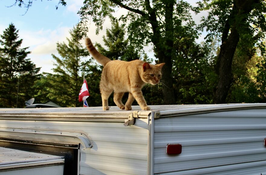 Simba And Lucky Our Beloved Cats