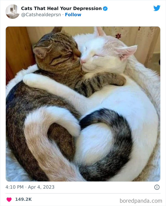 Heart-Warming-Cat-Pics