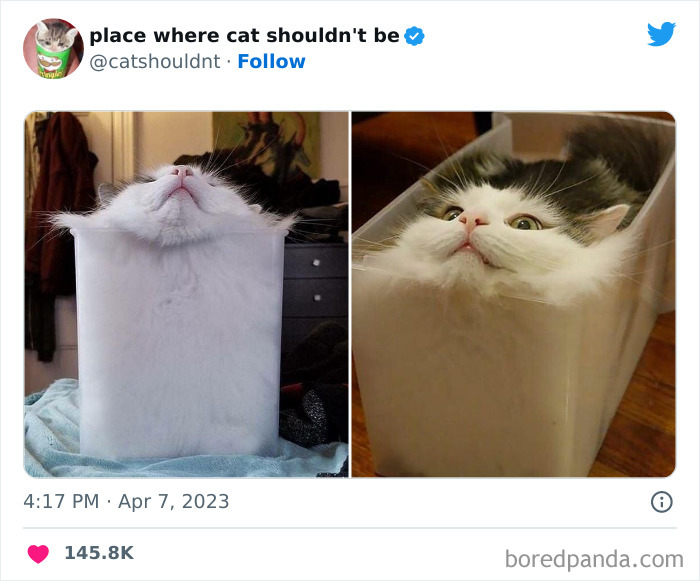 Cats-Where-Shouldnt-Be-Pictures