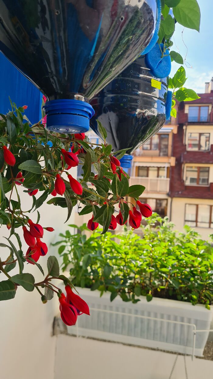 "Inka V Gradinka": My Balcony Garden That Might Inspire You To Make Your Own (14 Pics)