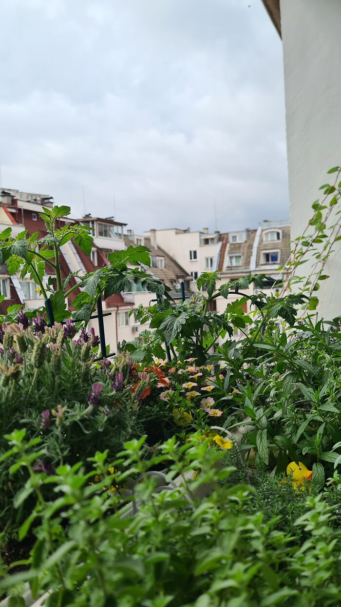 "Inka V Gradinka": My Balcony Garden That Might Inspire You To Make Your Own (14 Pics)