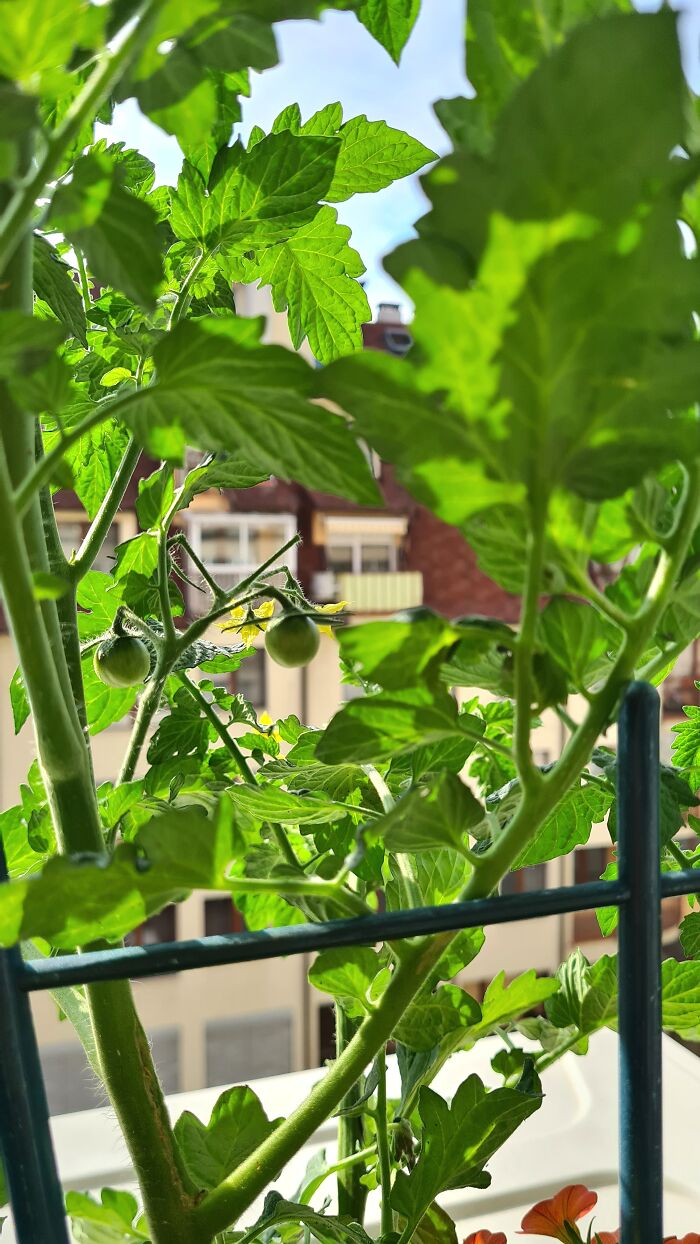 "Inka V Gradinka": My Balcony Garden That Might Inspire You To Make Your Own (14 Pics)