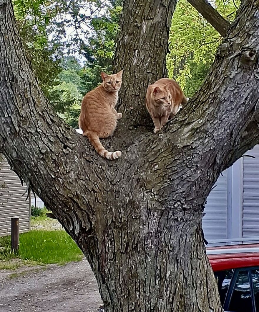 Simba And Lucky Our Beloved Cats