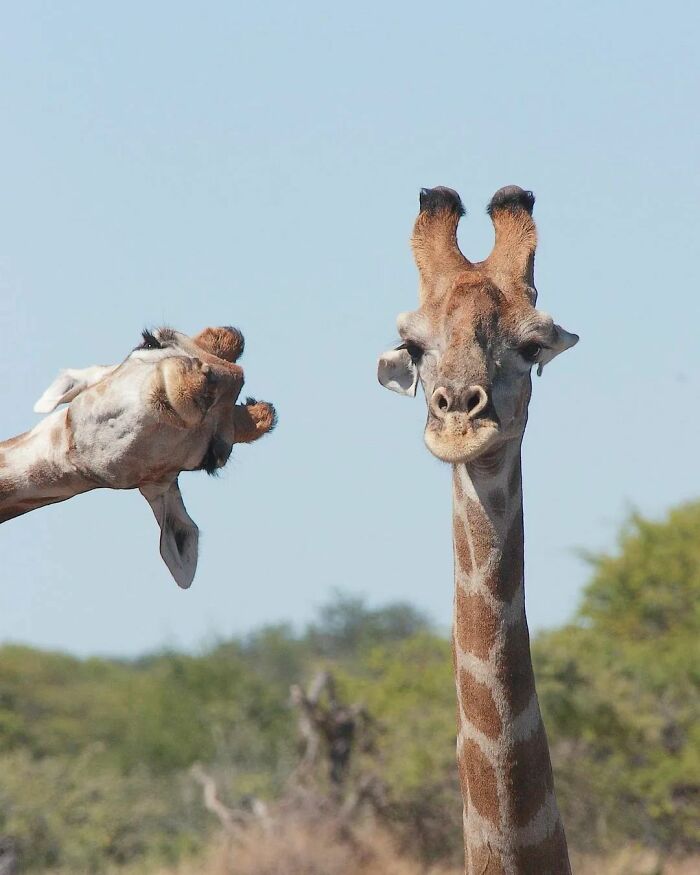 35 Selected Best Images Of Animals, As Shared By This Instagram Page