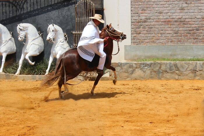 I Took Photos Of Caballo De Paso Peruano