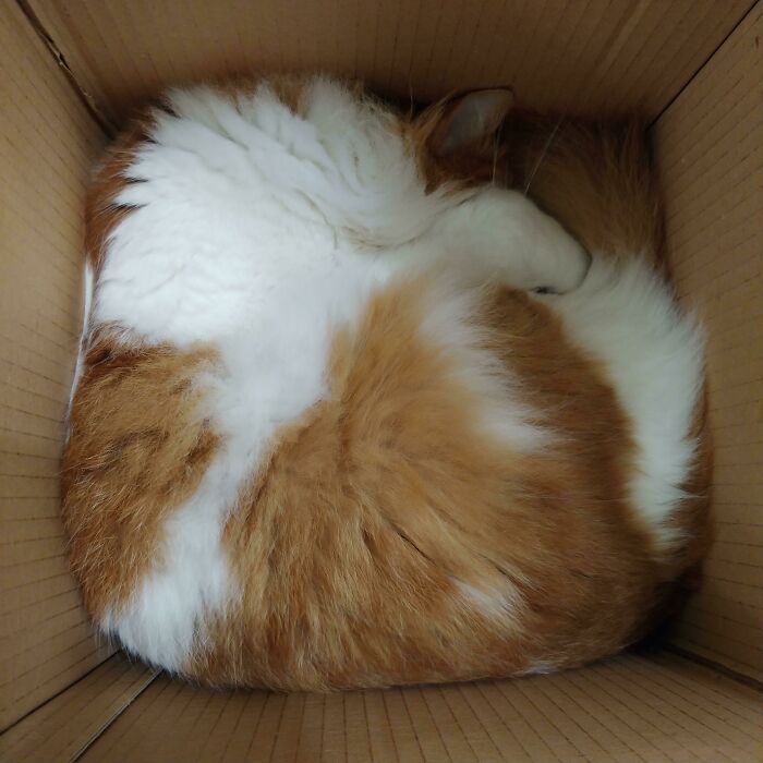 One Cubic Cat Please