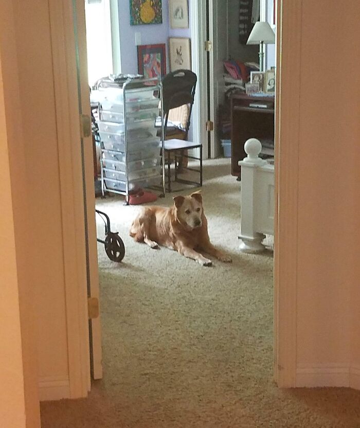My Wife's Grandma Passed In Her Room Yesterday With All Of Us Around. My Dog Always Protected Her While She Was Lonely. He's Been Looking For His Friend All Day