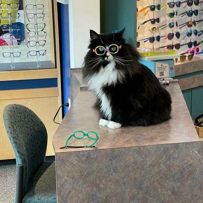 This Is Truffles. She Works At A Children’s Optometrist To Help Them Feel Better About Wearing Glasses