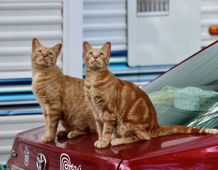 Simba And Lucky Our Beloved Cats