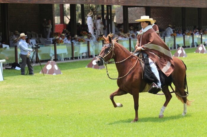 I Took Photos Of Caballo De Paso Peruano