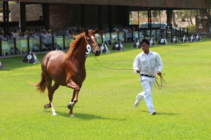 I Took Photos Of Caballo De Paso Peruano